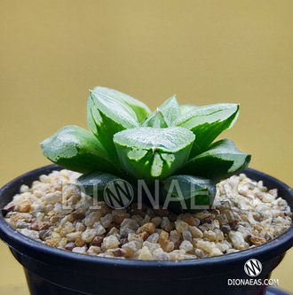 Хавортия пигмея мутант Ледяной Город - Haworthia pygmaea Mutant Ice City