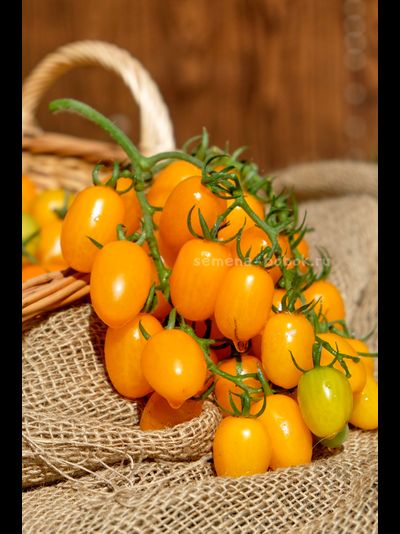 Томат  Datterini yellow (Даттерини Желтый), 10 шт