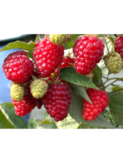 Малина ремонтантная Бриллиантовая