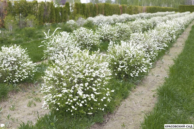 Спирея серая Грефшейм - Grefsheim в форме шара