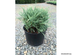 Можжевельник виргинский Грей Оул - Grey Owl