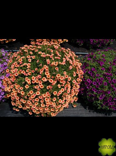 КАЛИБРАХОА АМПЕЛЬНАЯ РАССАДА