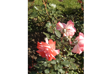 Наталья Муравская (флорибунда). Селекция НБС