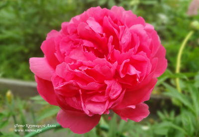 Пион Charismatic(Харизматик)