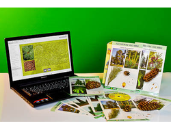 Коллекция натурально-интерактивная "Голосеменные растения"