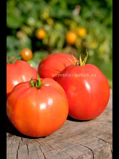 Томат Минусинский Бочковой, 10 шт