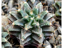 Gymnocalycium mihanovichii GN 1092 (D=18-20 mm)