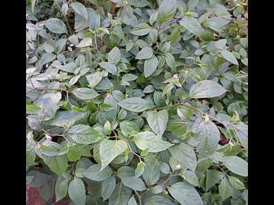 Перец острый Rocoto montufar