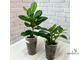Ficus Microcarpa "Moclame" / фикус  моклейм