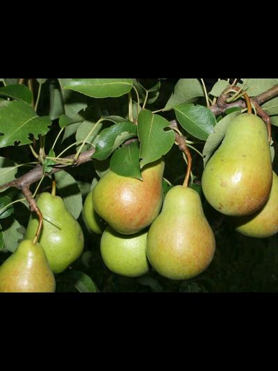 Чижовская (груша), 1год, ЗКС