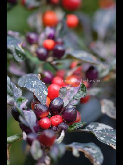 Перец острый Indonesian x Purple Flash, 10 шт