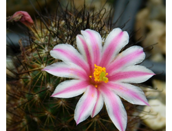 Mammillaria blossfeldiana - 5 семян