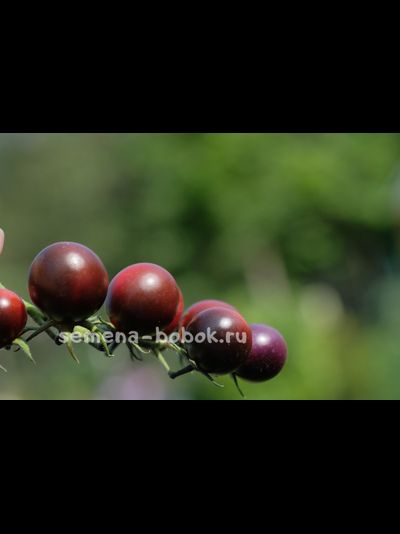 Томат Черри Смурфиника, 10 шт