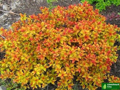 Спирея японская  "Файерлайт"