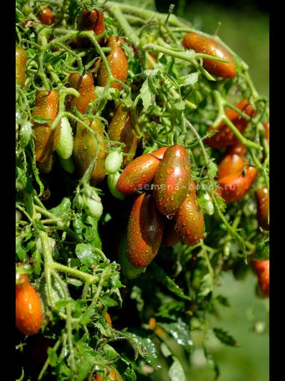 Томат Оливетта полосатая (Olivette Striée), 10 шт