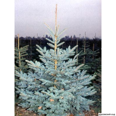 Ель колючая Глаука - фото в питомнике - красовский-сад.рф