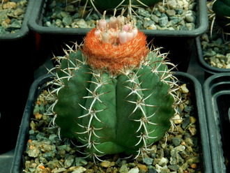 Melocactus matanzanus (Чехия) - 10 семян