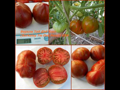 Томат Беркли Тай дай хаат (Berkeley Tie Dye Heart , USA)