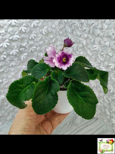 Dn-Mystic Bells (Д. Денисенко) 2025 г.