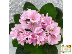 Hunter's Vertigo (K. Muzalewski) (лист укоренённый)