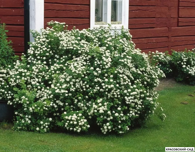 Спирея березолистная