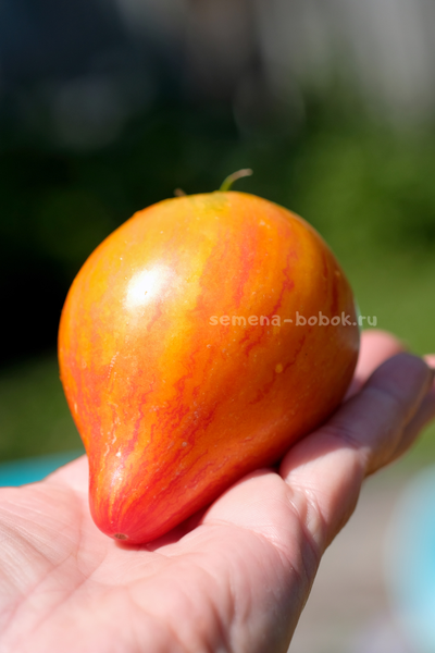 Томат VT-16 Желтый, 10 шт