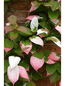 Актинидия коломикта Др. Шимановски