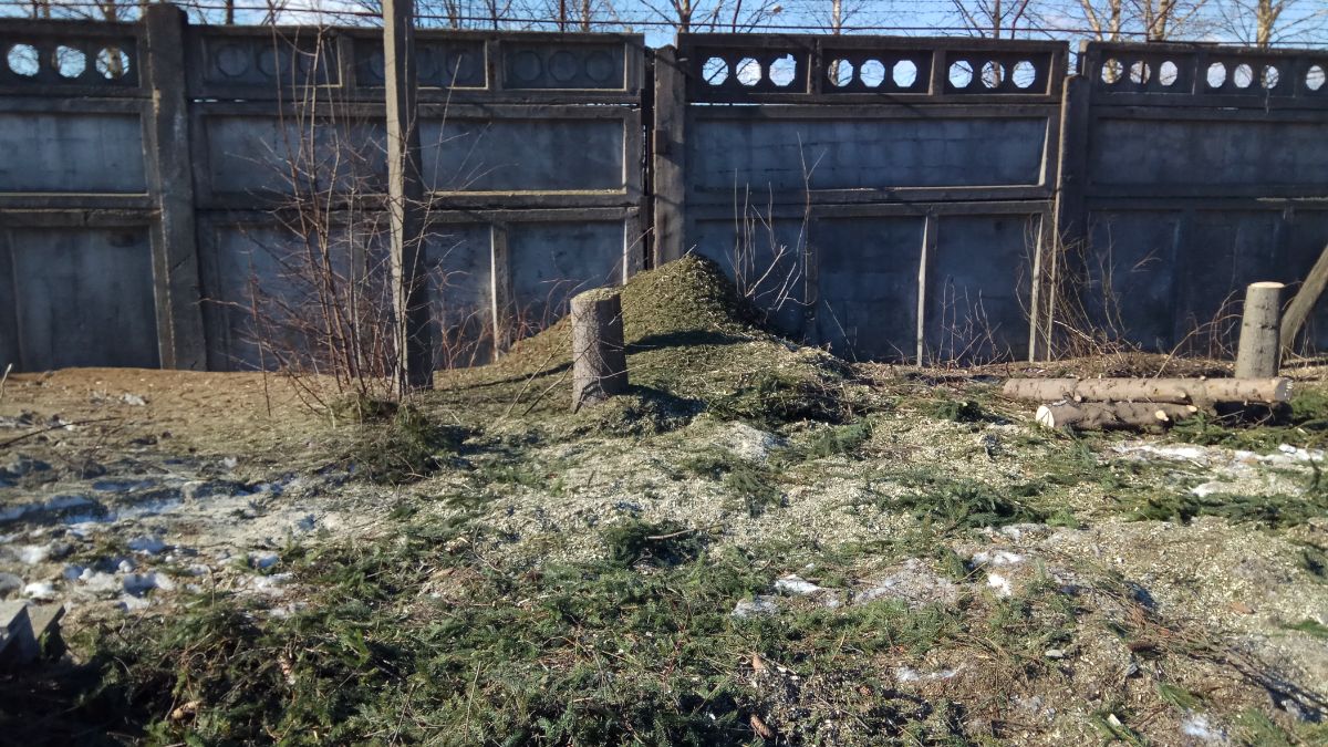 Измельчение веток ели на улице Рабочей в Великом Новгороде