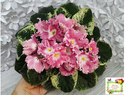 НД-Морковка (Н. Данилова-Суворова) 2021 г.