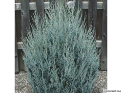 Можжевельник Вичита Блю - Wichita Blue