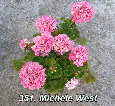 Пеларгония Michele West