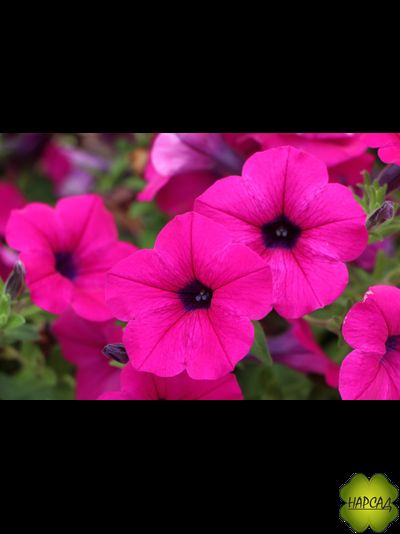 ПЕТУНИЯ АМПЕЛЬНАЯ ДЛЯ КАШПО 1 ШТ РАССАДА