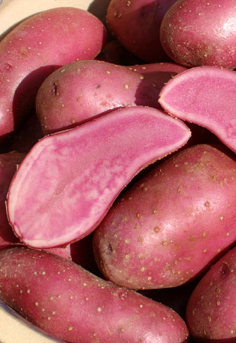 Картофель семенной Rote Emma