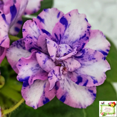 МК-Ветер Перемен Люкс химера (пасынок укоренённый из цветоноса)