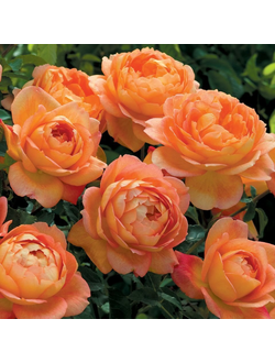 Леди оф Шалот (Lady of Shalott)