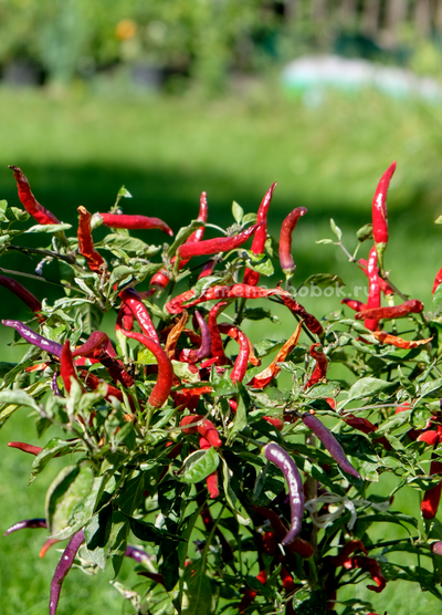 Перец острый Dreamcatcher White x TMHL, 10 шт