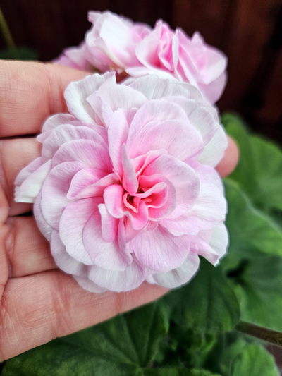 Пеларгония ЮГ-Райские Яблочки