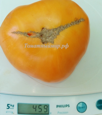 Томат Амана Оранж (Amana orange)