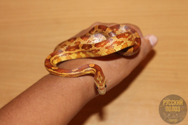 Полоз маисовый, Pantherophis guttatus