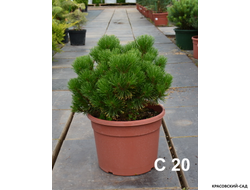 Сосна горная Карстенс Винтерголд - Carsten`s Wintergold