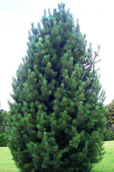 Сосна сибирская кедровая (кедр сибирский)