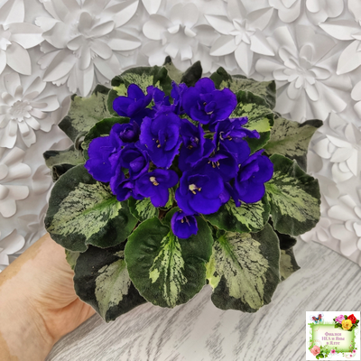 Harmony's Little Stinker (Harmony) листовая химера (пасынок сорт укоренённый)