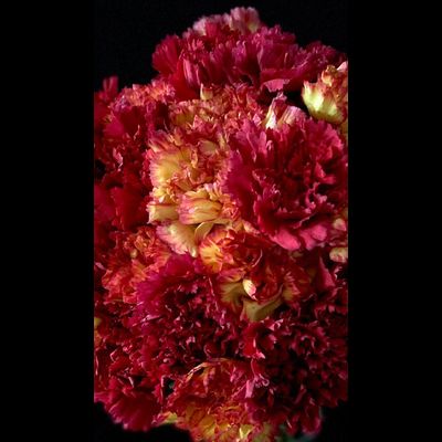 Гвоздика 15 шт