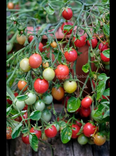 Томат Ditmarscher "Suspension rose" (Дитмаршевская Розовая Подвеска), 10 шт