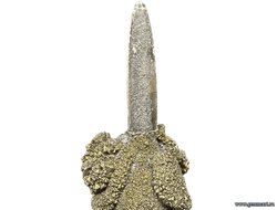 Пирит на белемните. Россия. 40*15*15мм