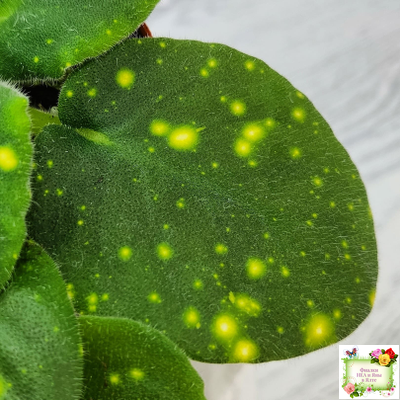 ШН-Космическая Фея (Н. Шушакова) 2019 г.