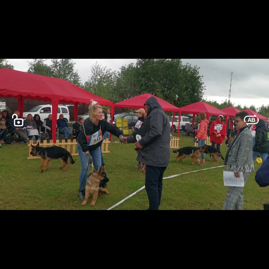 монопородная выставка г. Бронницы 28.05.2023 1 место эксперт Peter Firic (Сербия) 