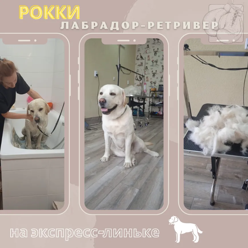 Лабрадор-ретривер РОККИ