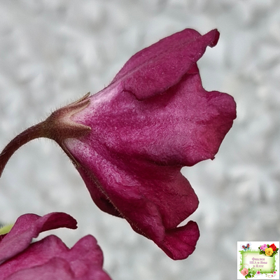 ЕК-Лампа Желаний (Е. Коршунова) 2021 г.