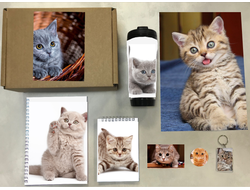 Бокс с котиками №5